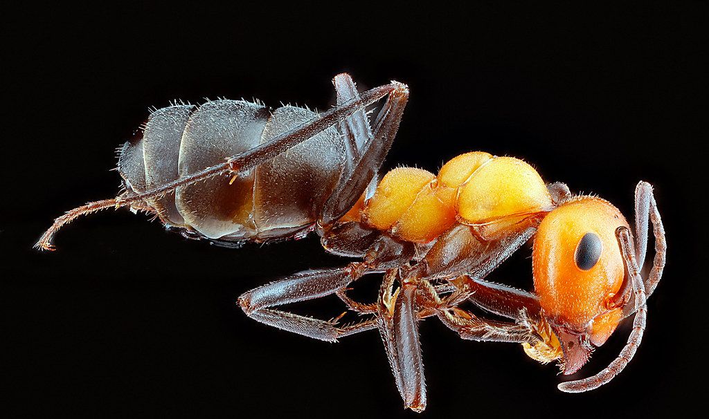 Ant Control service in Cathedral City, CA