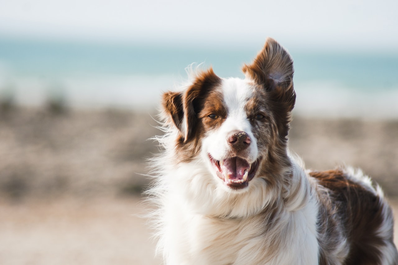 Flea & Tick Control service in Cathedral City, CA