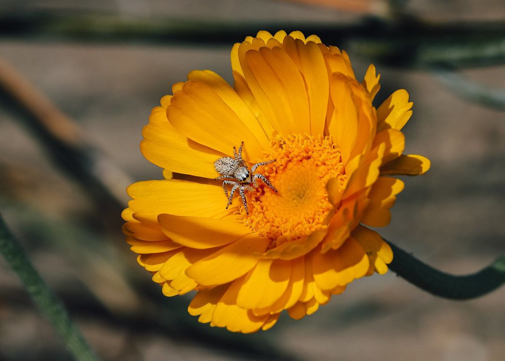 Spider Control service in Cathedral City, CA